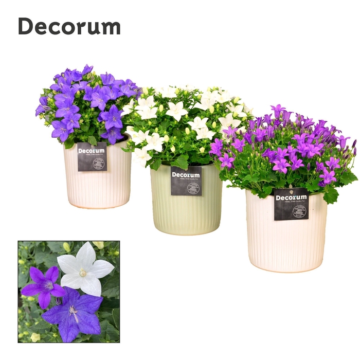 <h4>Campanula Mix Decorum Sophie</h4>