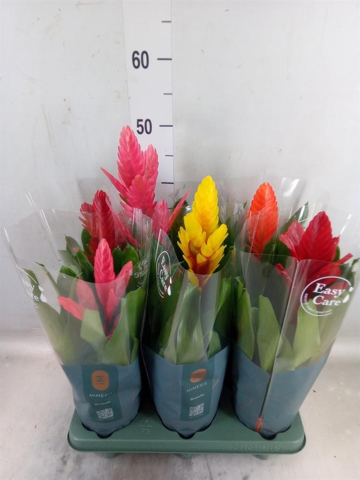 <h4>Vriesea   ...mix</h4>