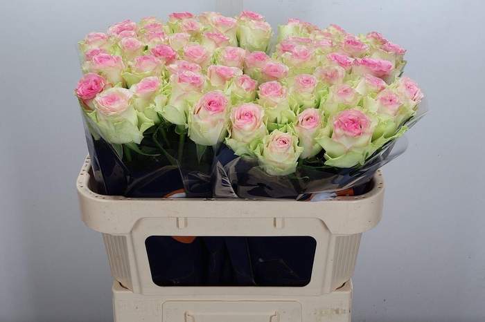 <h4>R Gr Pink Journey</h4>