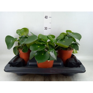 Peperomia polybotrya 'Raindrop'