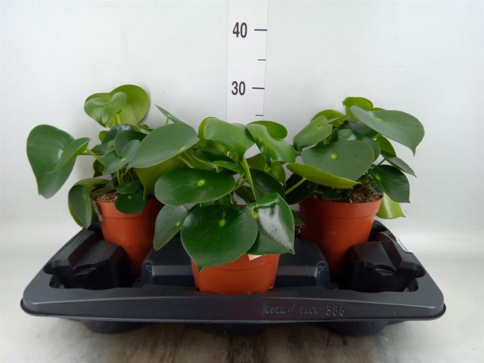 <h4>Peperomia polybotrya 'Raindrop'</h4>