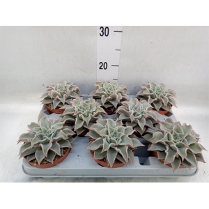 Echeveria   ...