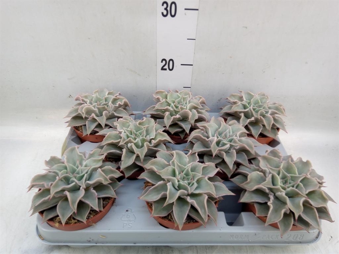 <h4>Echeveria   ...</h4>