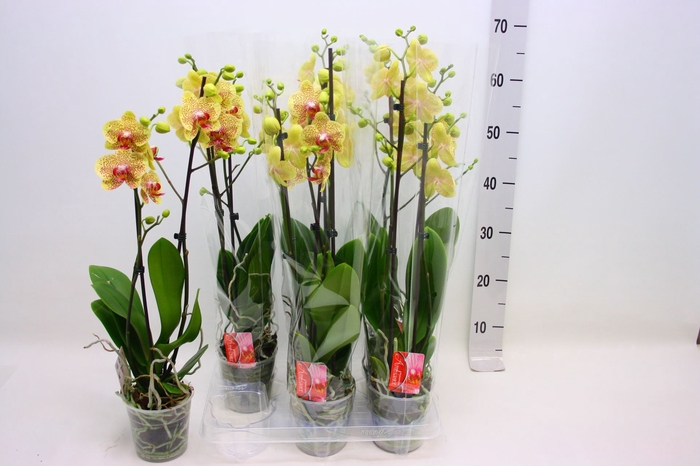 <h4>Phalaenopsis Floriclone Fancy Freck</h4>