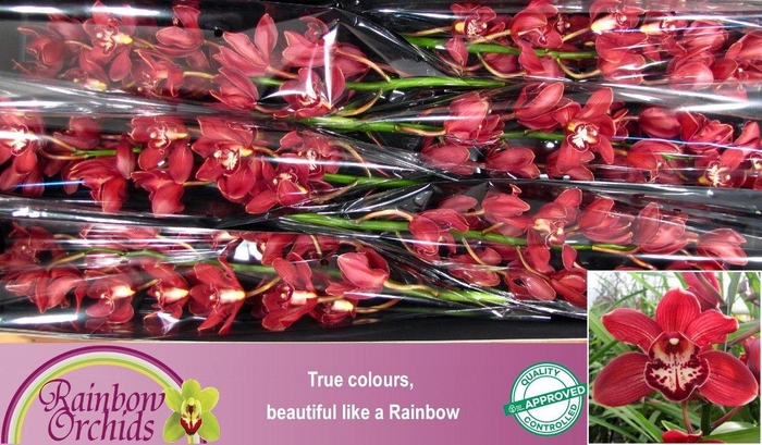 <h4>CYMB T HANNY</h4>