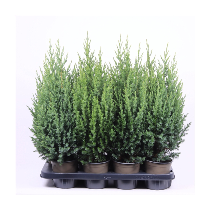 <h4>Juniperus chinensis 'Stricta'</h4>