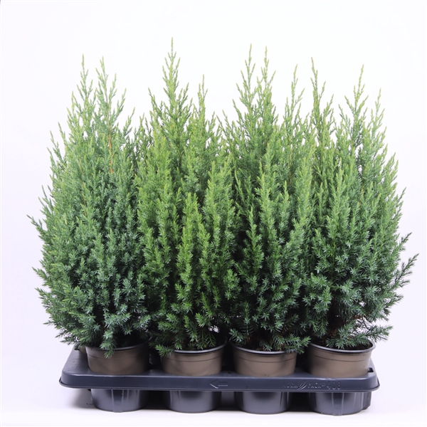 Juniperus chinensis 'Stricta'