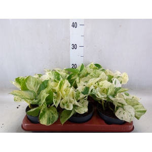 Epipremnum pinn. 'Happy Leaf'