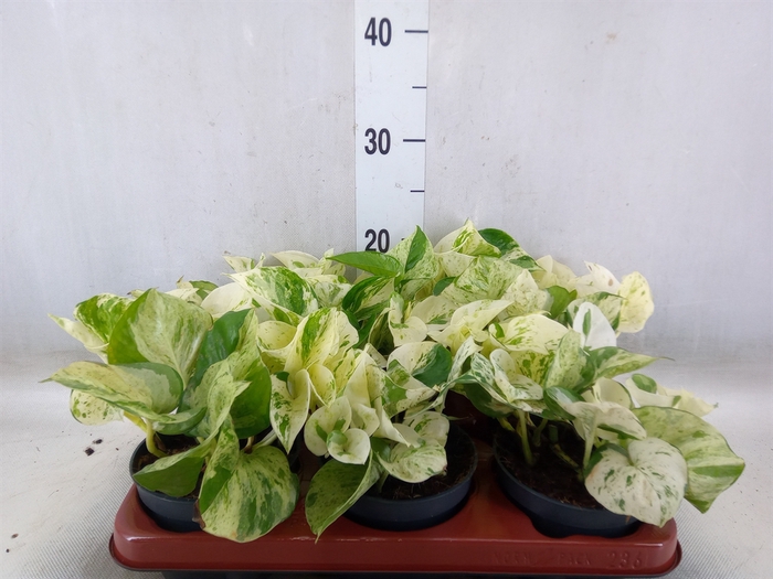 <h4>Epipremnum pinn. 'Happy Leaf'</h4>