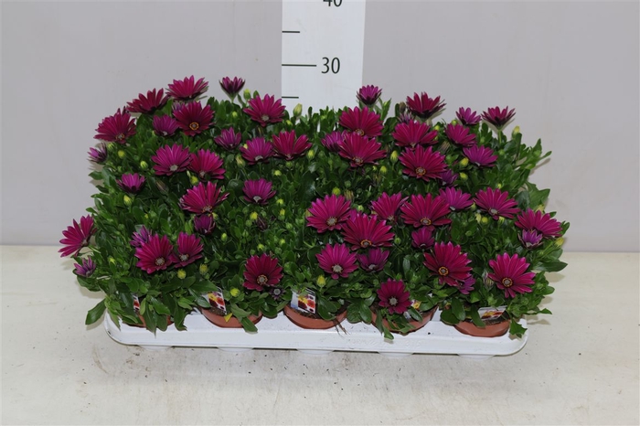 <h4>Osteospermum Paars</h4>