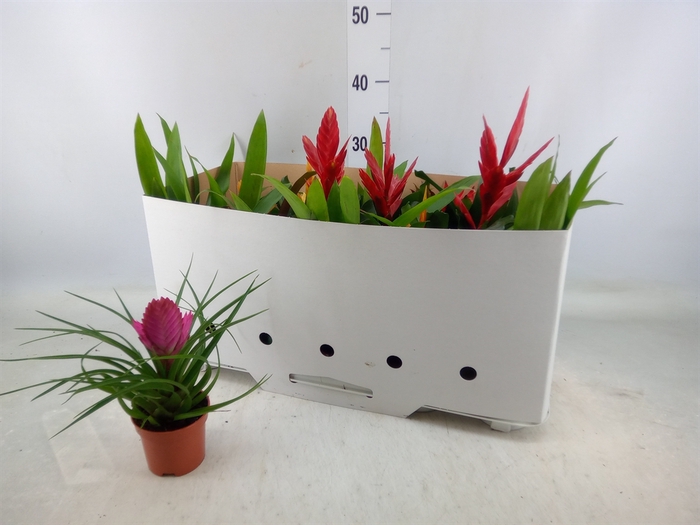 <h4>Bromelia   ...mix 13</h4>