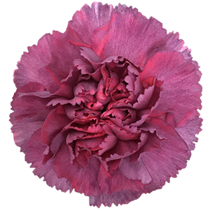 <h4>DIAN.ST. Hypnosis</h4>