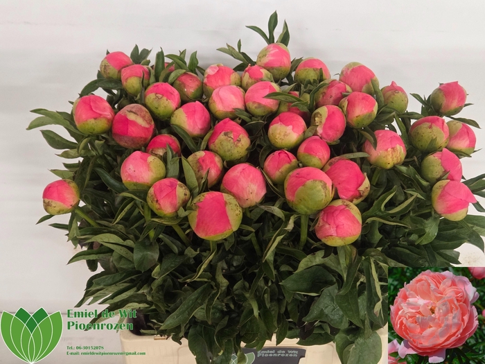 <h4>PAEO CORAL SUNSET</h4>