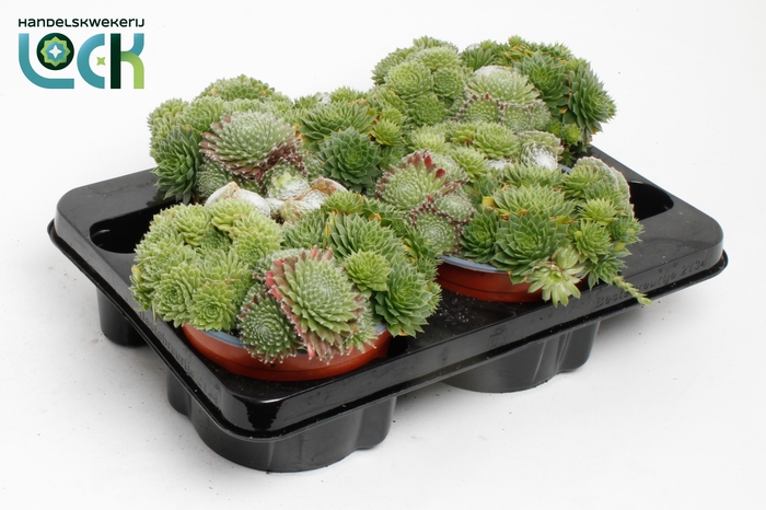 <h4>Sempervivum mix</h4>