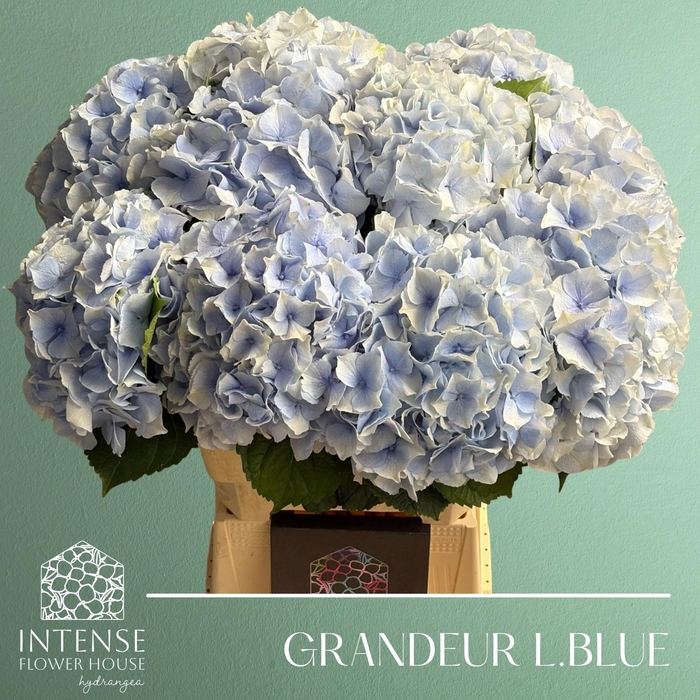 <h4>HYDR M ROY GRANDEU B</h4>