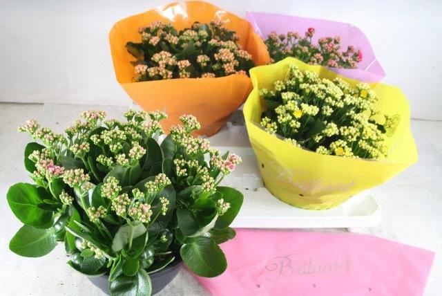 <h4>KAL GE GEM 4 KL</h4>