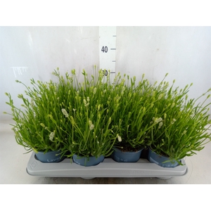Lavandula angus. 'Aromance White'