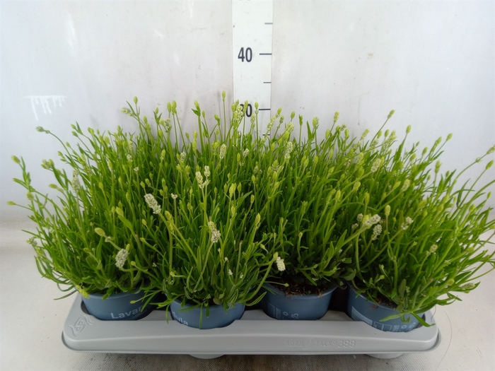 <h4>Lavandula angus. 'Aromance White'</h4>