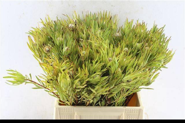 <h4>LEUCAD CONIFERUM</h4>