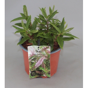 Hebe Midsummer Beauty C2