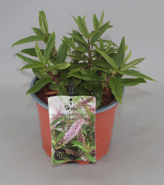 <h4>Hebe Midsummer Beauty C2</h4>