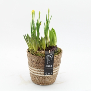 BLCR-2614 Bulbs creations