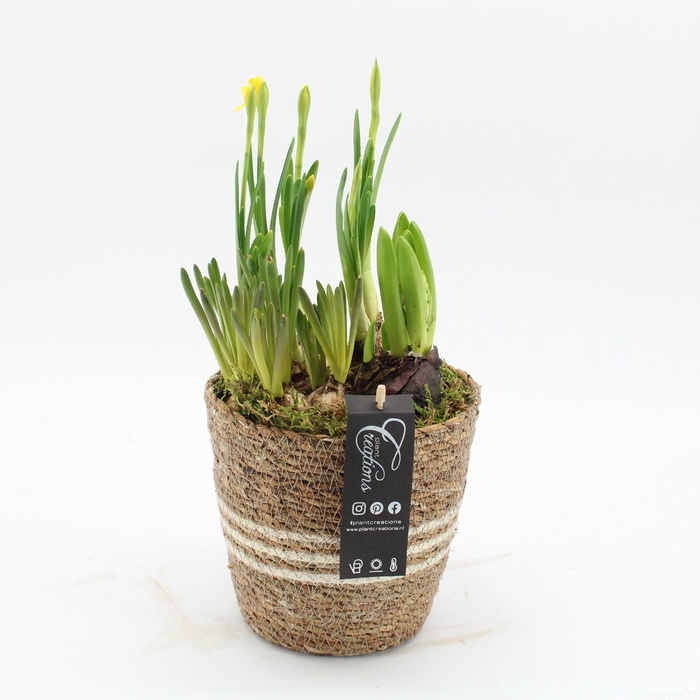 <h4>BLCR-2614 Bulbs creations</h4>