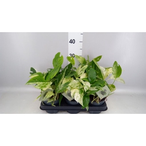 Epipremnum pinn. 'Marble Variegata'