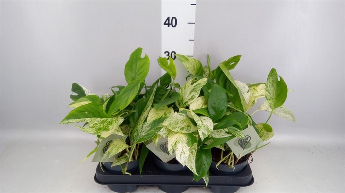 <h4>Epipremnum pinn. 'Marble Variegata'</h4>