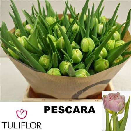 <h4>Tu Du Pescara</h4>