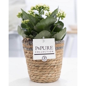 Kalanchoe white in P&PURE Basket 6