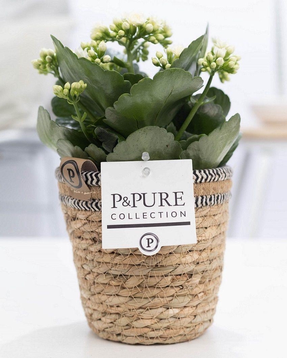 <h4>Kalanchoe white in P&PURE Basket 6</h4>