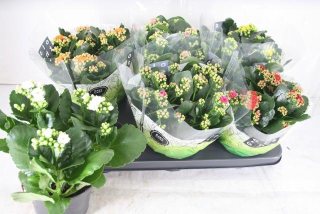 <h4>KAL GE GEM 6 KL</h4>