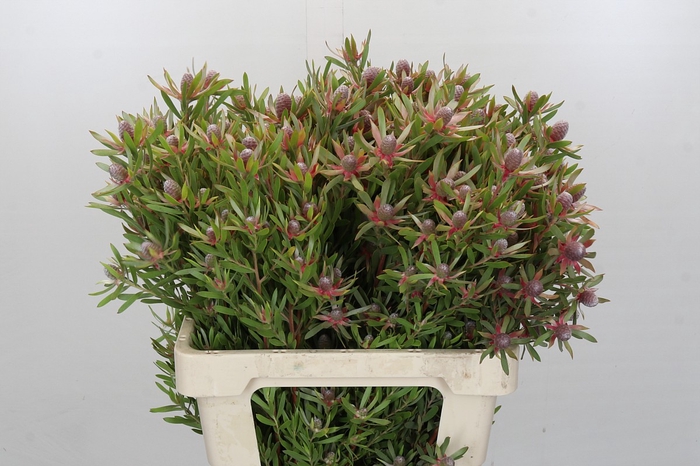 Leucadendron Ayoba Star Pearl