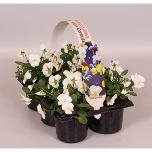 Viola Co Wit Sixpack