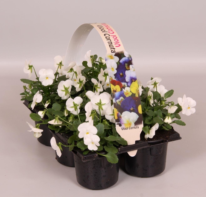 <h4>Viola Co Wit Sixpack</h4>