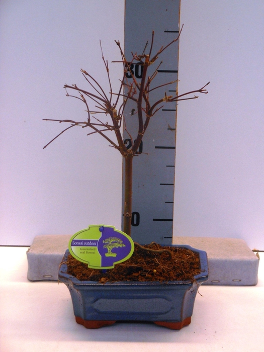 <h4>Acer palmatum "beni maiko"</h4>