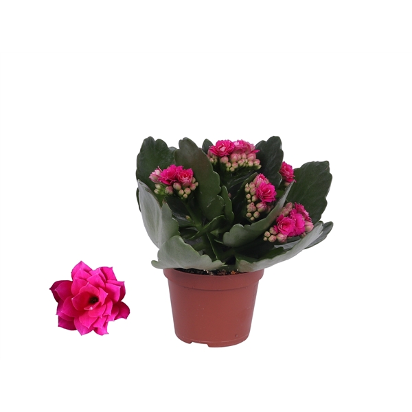 <h4>Kalanchoe Rosalina 06cm Don Victorio paars, Zonder hoes</h4>