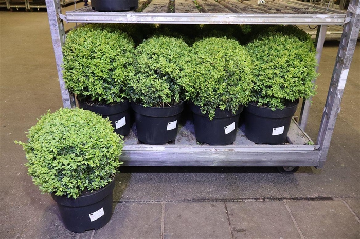 <h4>Buxu Sempervirens</h4>