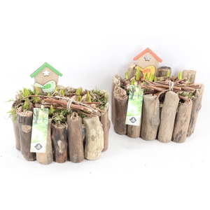 arr4 Muscari JS - Druivenhout ovaal x3