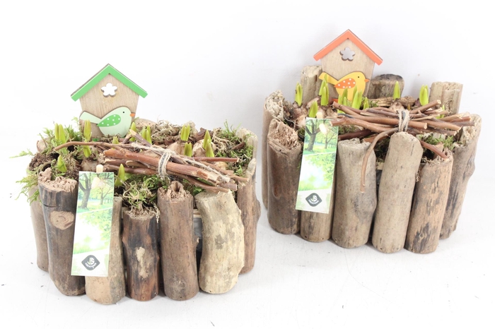 <h4>arr4 Muscari JS - Druivenhout ovaal x3</h4>