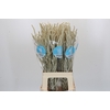 Amaranthus Yearming Desert