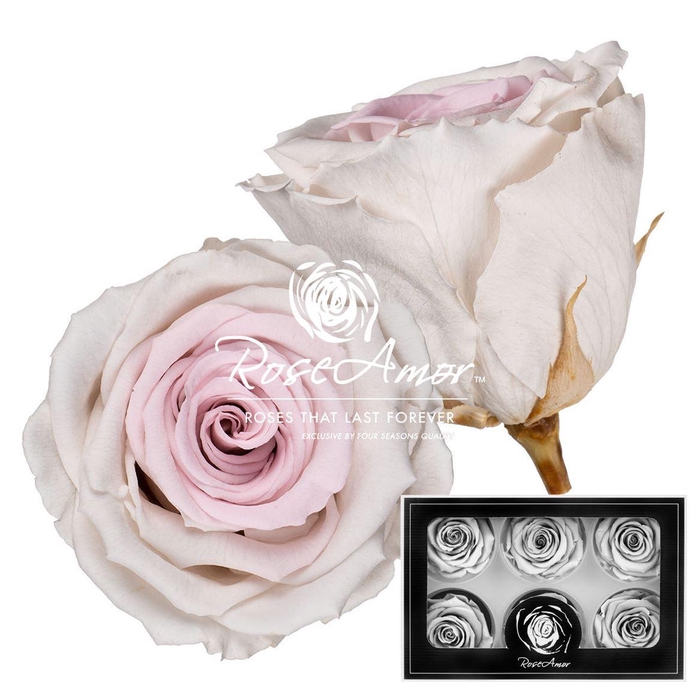 <h4>Lplus Bic23</h4>