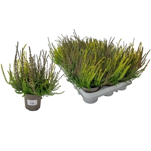 CALLU WIBOS TRIO
