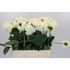 Dahlia Boom Boom White