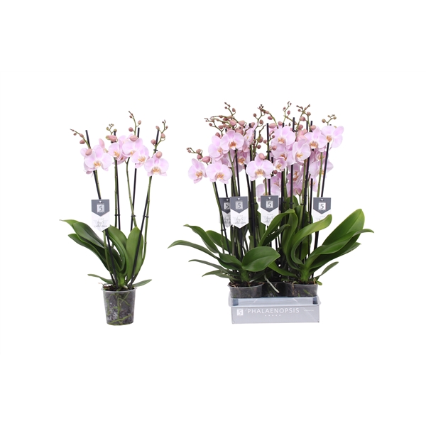<h4>Phalaenopsis Rosion, 4-spike 22+</h4>