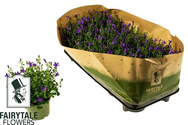 Campanula portenschlagiana Get Me 10,5Ø 20cm