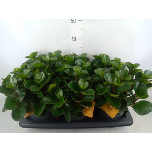 Peperomia obt. 'Burning Bush'