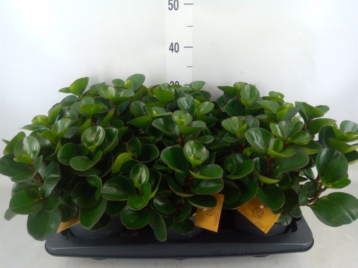 <h4>Peperomia obt. 'Burning Bush'</h4>