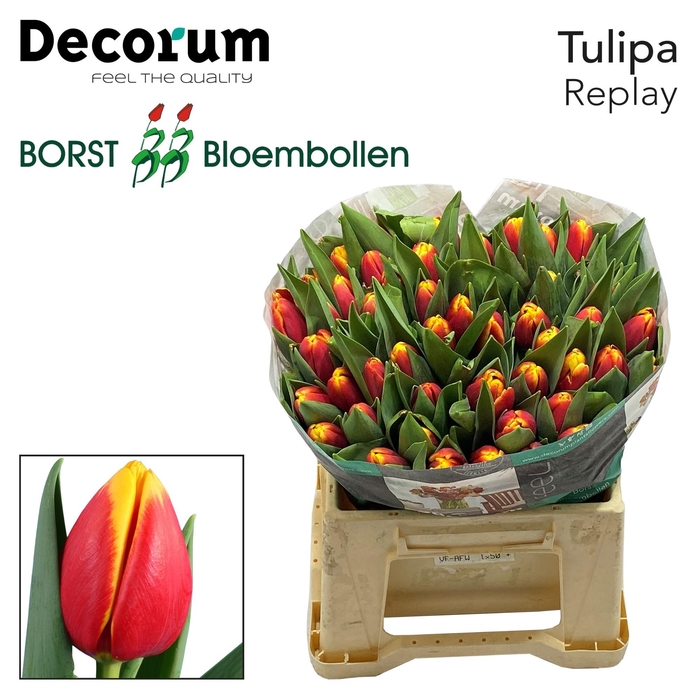 <h4>TU EN REPLAY</h4>